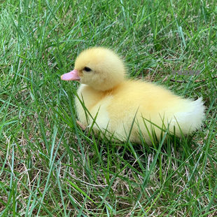 鸭种蛋受精蛋 可孵化受精鸭蛋大白鸭宠物鸭 小黄鸭 活体6枚网红家