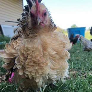 翻毛鸡麒麟鸡卷毛鸡波兰鸡靴子鸡长尾鸡金芦花鸡斗鸡阿塞尔婆罗门