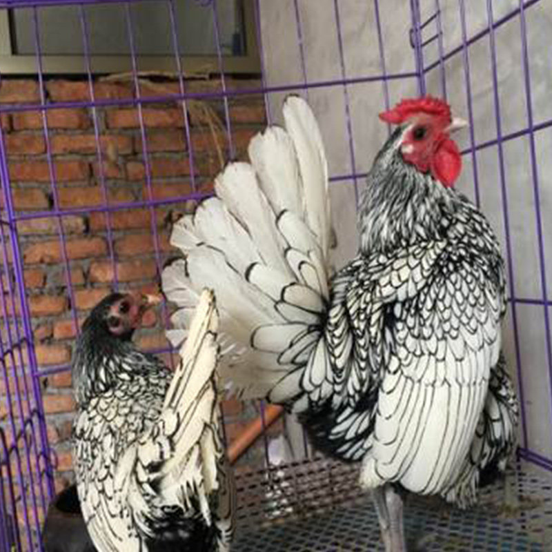 黑白色波兰鸡种蛋受精蛋小型宠物鸡观赏鸡波澜鸡可孵化20枚包邮