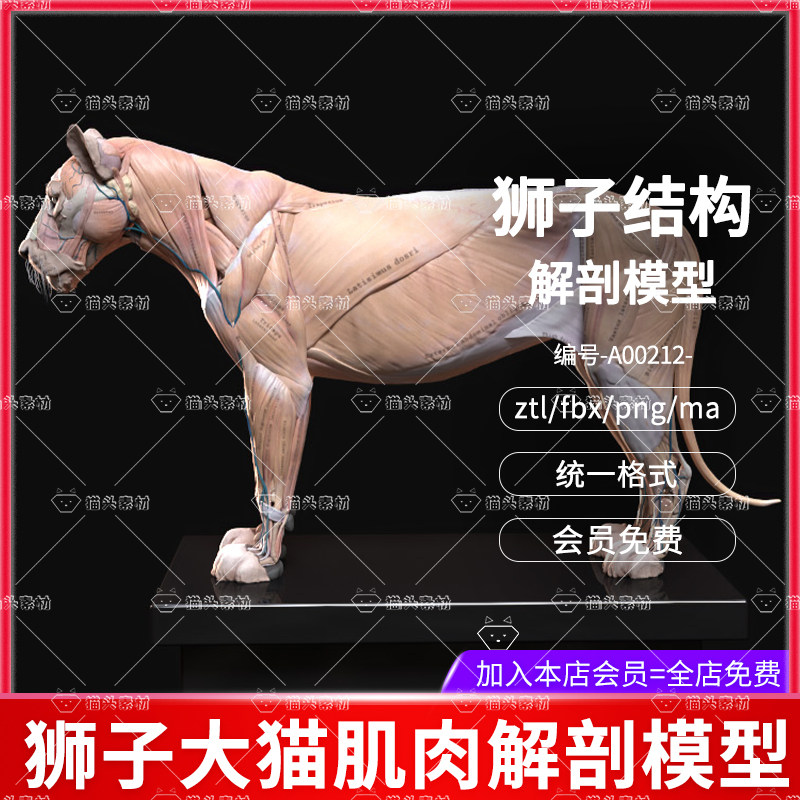 狮子大猫肌肉解剖3d模型狮子zb模型雌性狮子肌肉解剖模型maya狮子