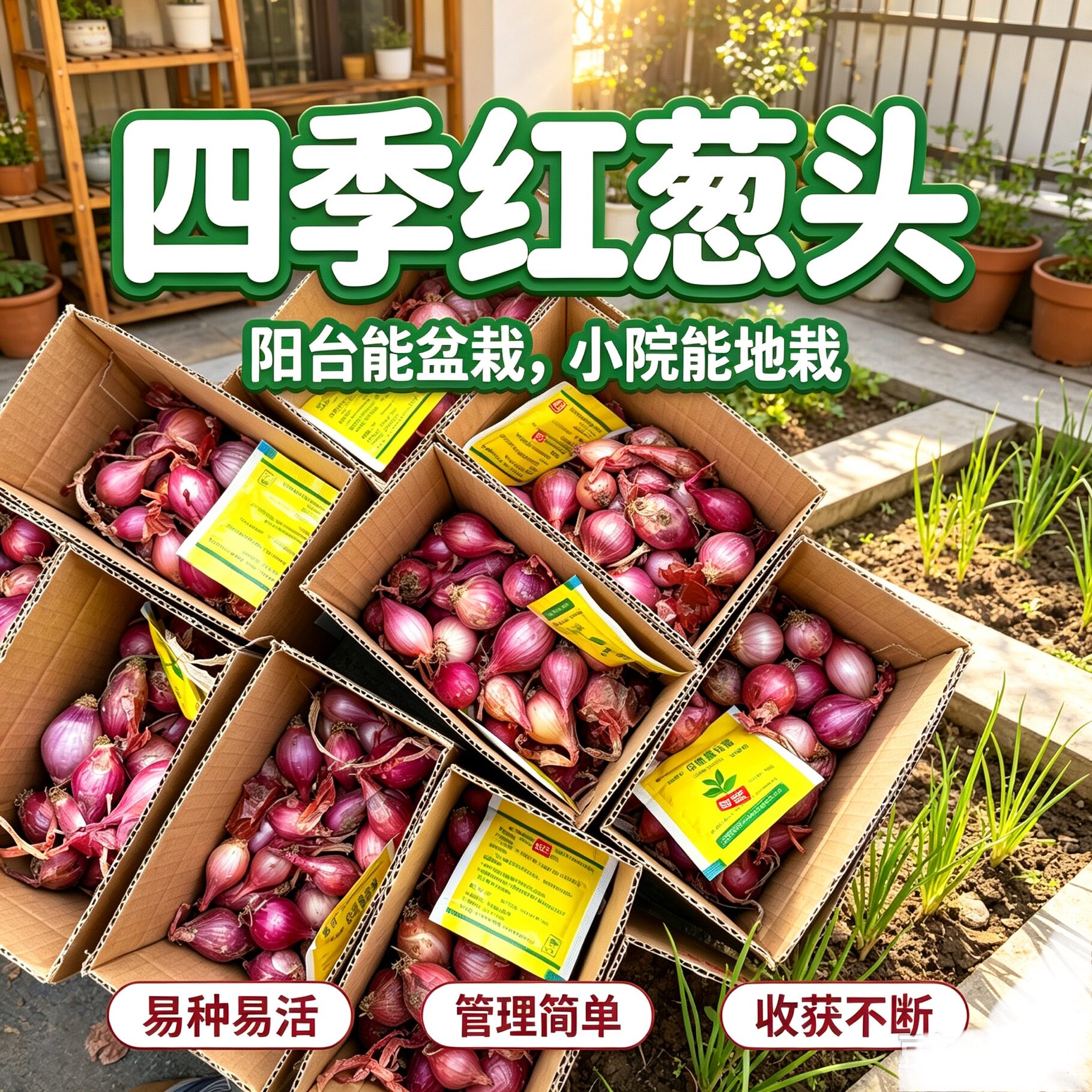 四季播种小洋葱小香葱头毛葱可吃可种阳台多次采收农家圆葱头种子