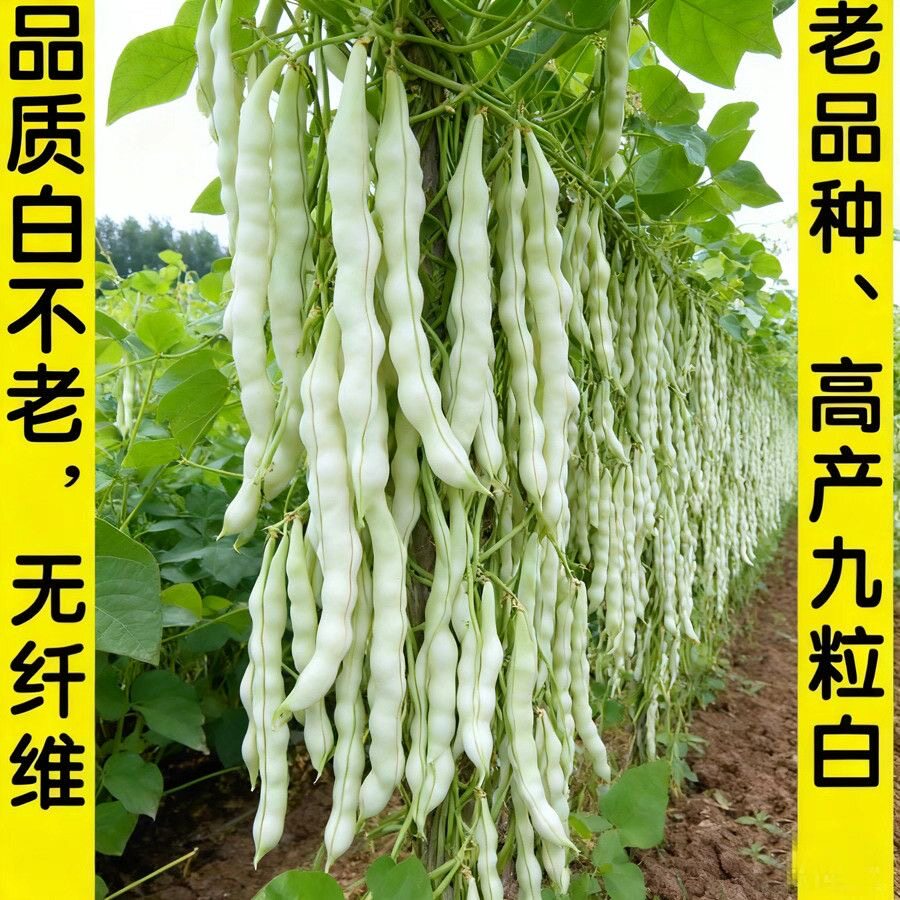 白芸豆种子春秋豆摘不败豆角种籽高产老来少豇九粒白云豆蔬菜种子