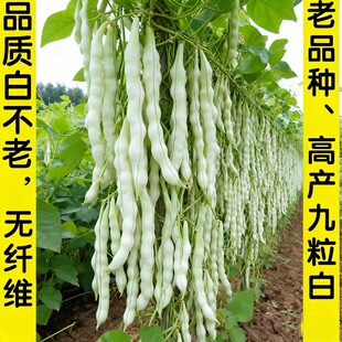 白芸豆种子春秋豆摘不败豆角种籽高产老来少豇九粒白云豆蔬菜种子