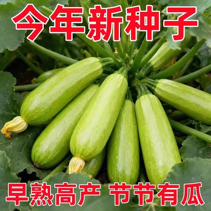 西葫芦种子油亮型菜瓜籽角瓜高产田园农家蔬菜种子春季夏季秋冬季