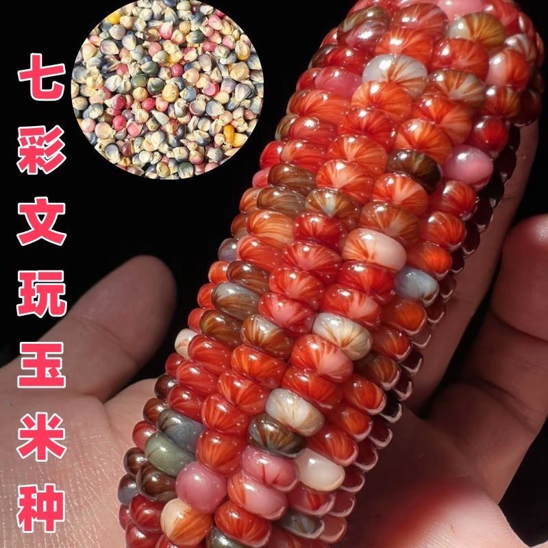 七彩玉新宝石玉米网红血丝小玉米玛瑙红小玉米文玩迷你真玉米种子