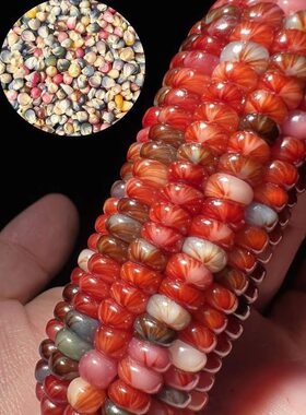 七彩玉新宝石玉米网红血丝小玉米玛瑙红小玉米文玩迷你真玉米种子