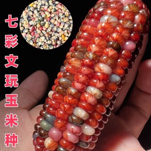 七彩玉新宝石玉米网红血丝小玉米玛瑙红小玉米文玩迷你真玉米种子