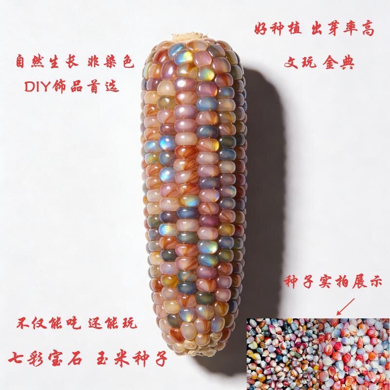 七彩玉新宝石玉米网红血丝小玉米玛瑙红小玉米文玩迷你真玉米种子