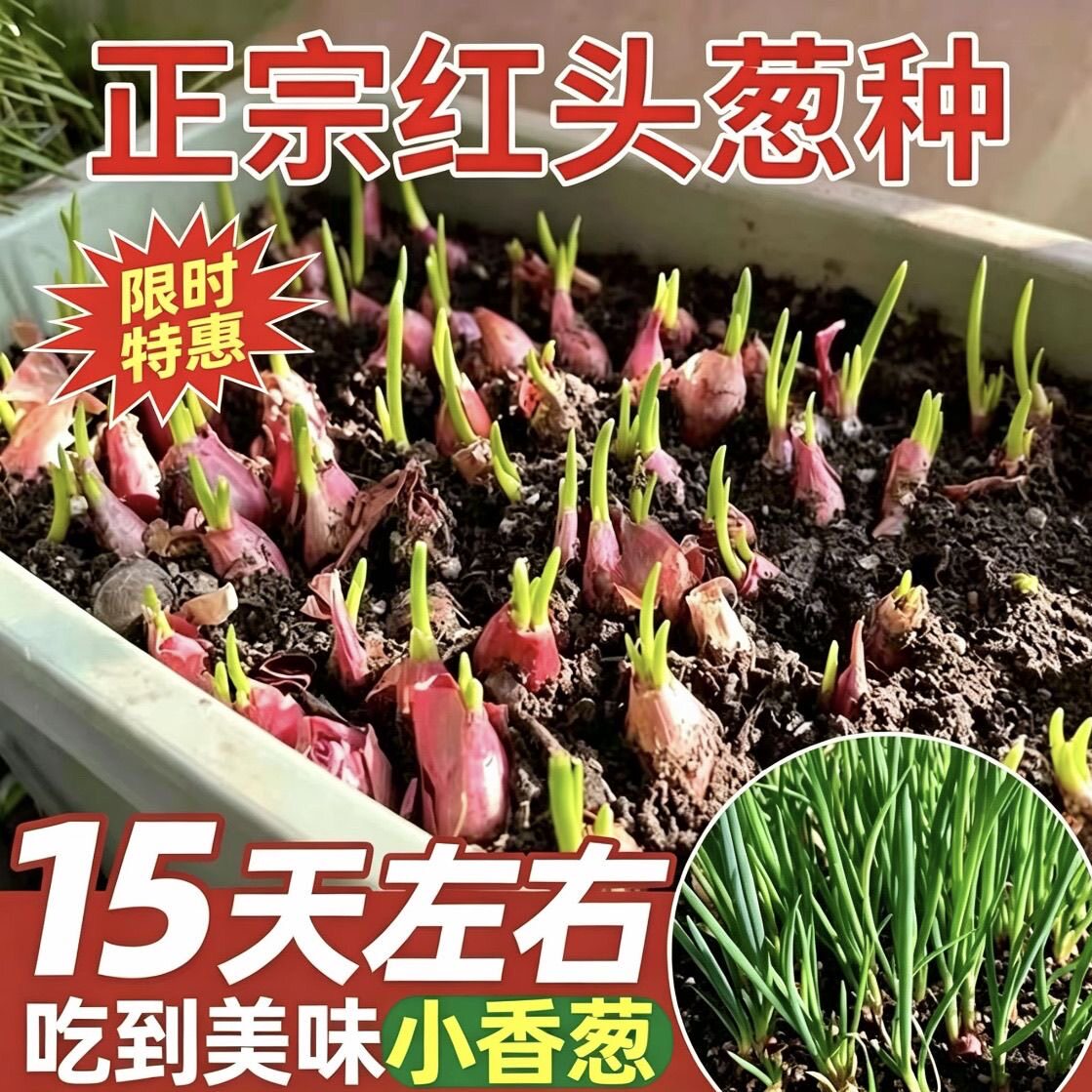 正宗四川小香葱头四季小香葱可吃可种阳台多次采收农家火葱头种子