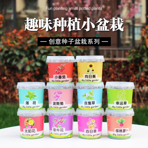 儿童种植小盆栽太阳花向日葵花种籽子幼儿园小学生植物生长观察盒