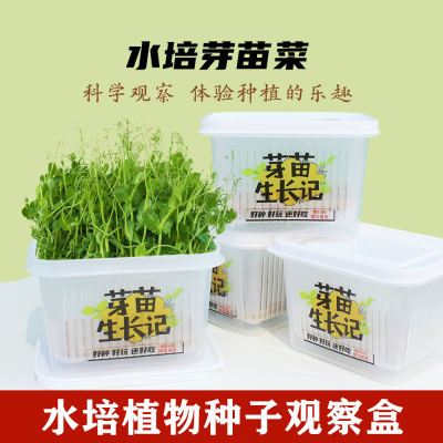 儿童水培蔬菜种植盒无土栽培芽苗菜豌豆种籽子植物发芽观察小盆栽