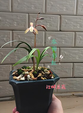 名贵建兰带花苞发货赤诚墨宝
