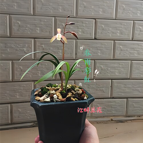 名贵建兰带花赤诚墨宝春雨彩虹皓雪大唐宫粉花仙子胭脂粉荷仙山红 - 封面