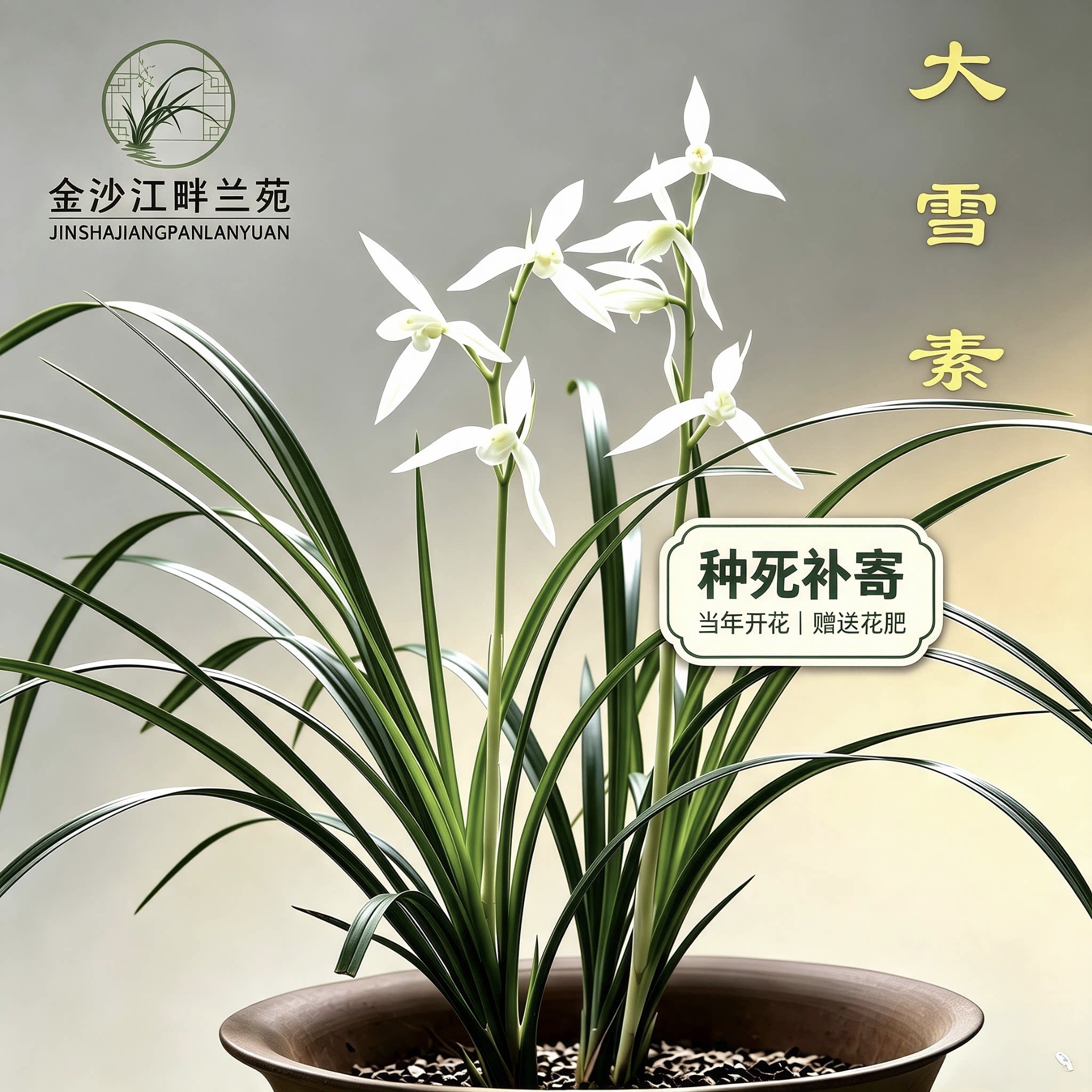 正品大雪素小雪素素心兰花云南莲瓣兰带花苞带盆栽好