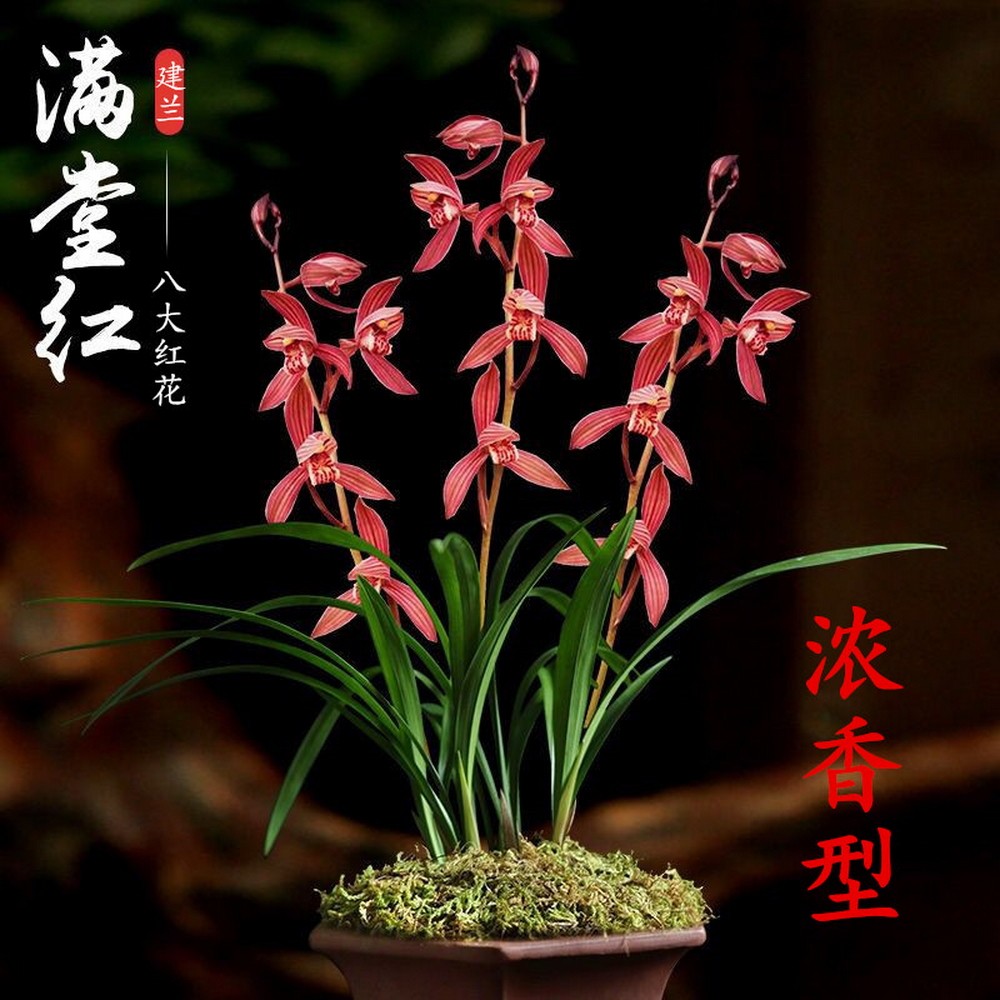【满堂红】建兰八大红花名品兰花老品种四季兰花苗绿植花卉盆栽