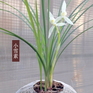老种石鼓大雪素小雪素带花苞云南莲瓣兰素心兰花 正品 假一赔十