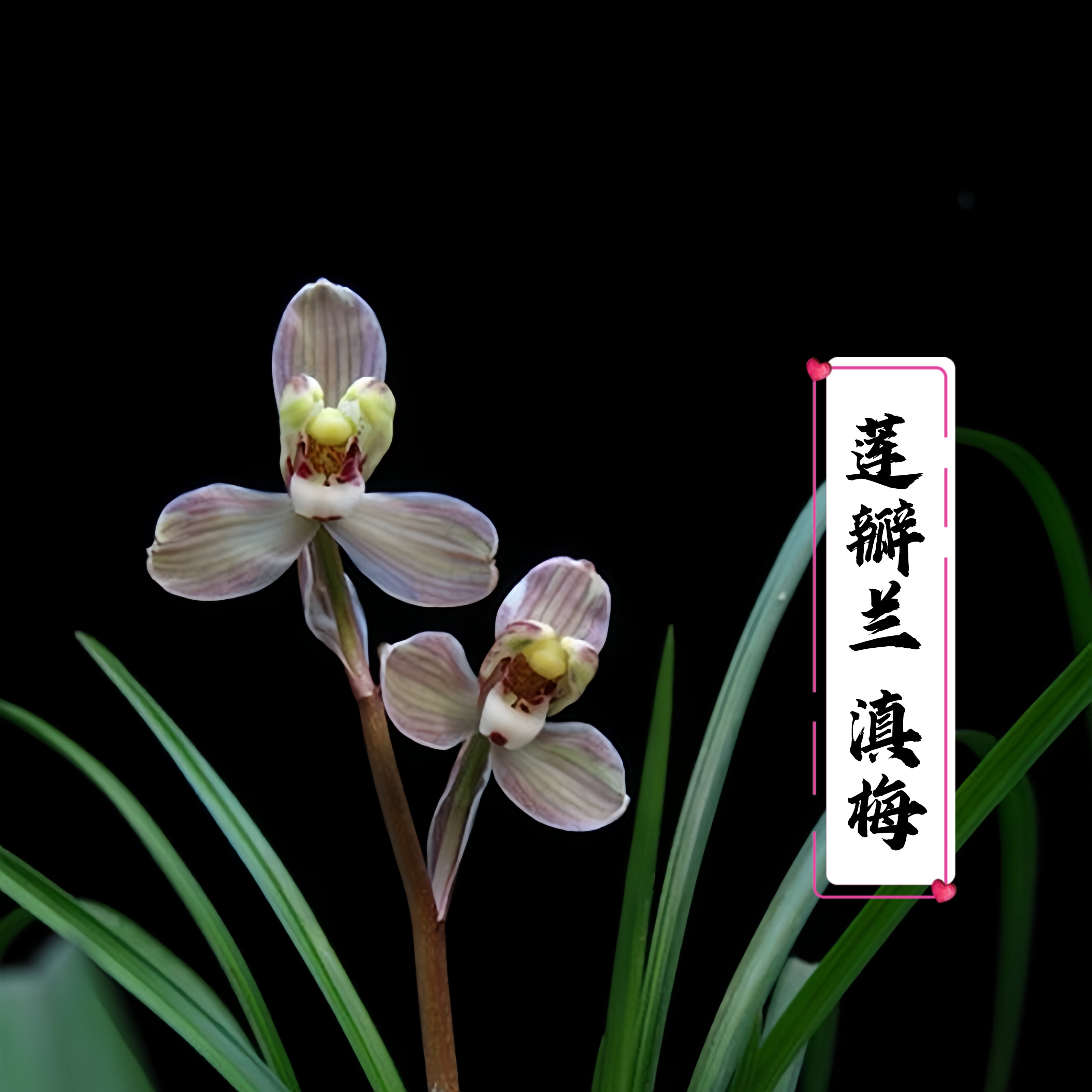 莲瓣兰老名品五朵金花之滇梅 黄金海岸 剑阳蝶 漏风漏雨自然种植
