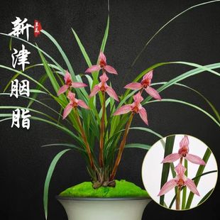 名贵国兰老种春剑色花名品新津胭脂兰花带花苞阳台室内植物花卉