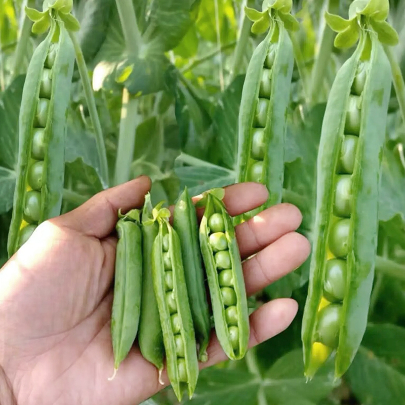 水果豌豆种子豆荚两用水果豌豆菜豆农家豆荚四季播豌豆种籽春秋播