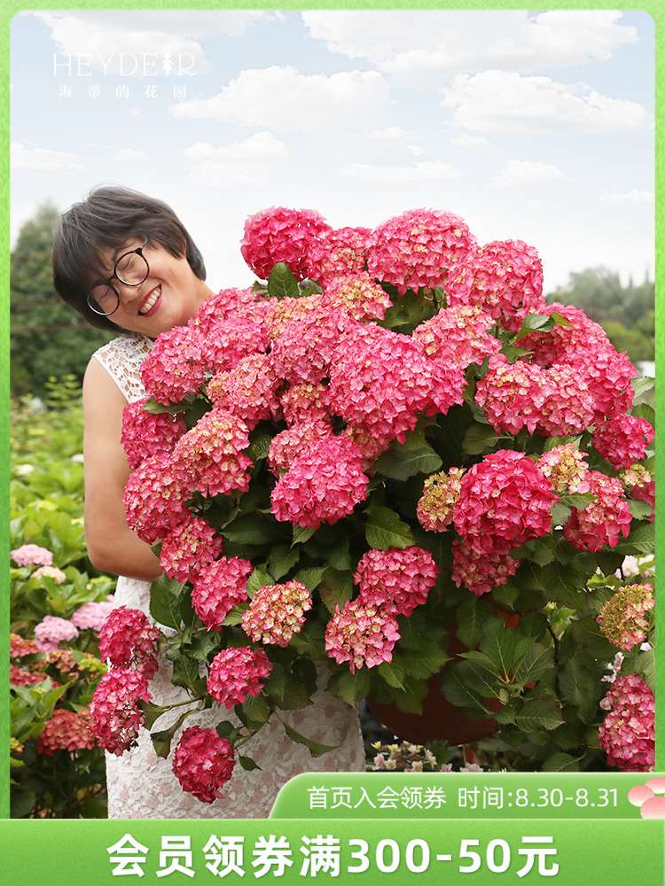 海蒂的花园绣球花苗无尽夏花卉植物海妈花园阳台庭院大花盆栽树苗