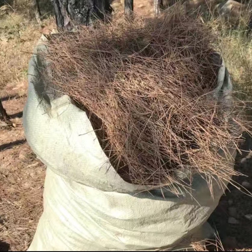 松鼠窝垫料天然松针腐殖土天然松松针自然风干干松针新鲜松针造景