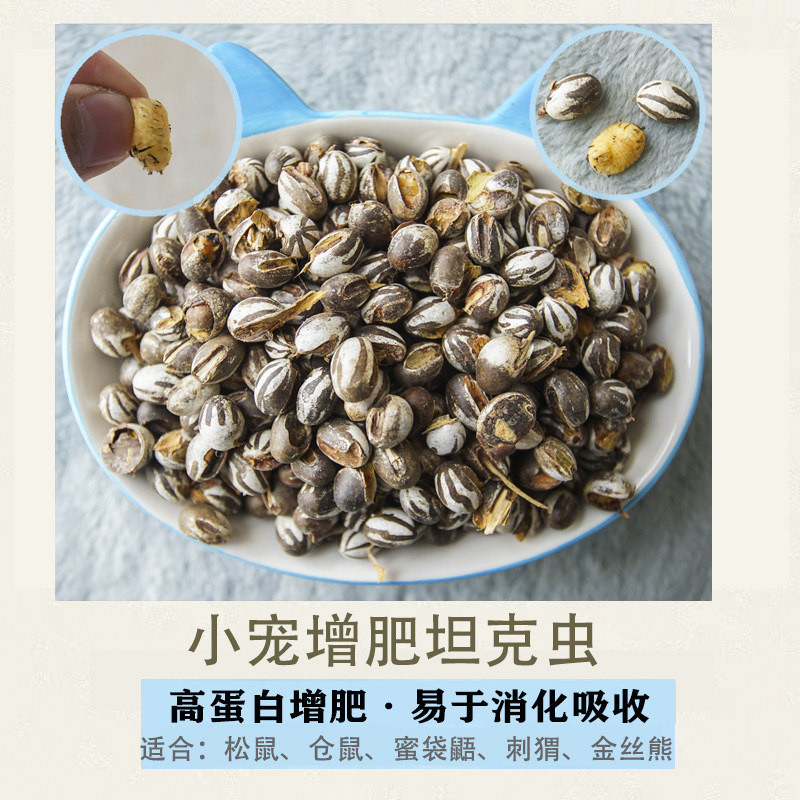 坦克虫幼虫仓鼠松鼠蜜袋鼯金丝熊刺猬熊零食 补充蛋白质增肥长肉