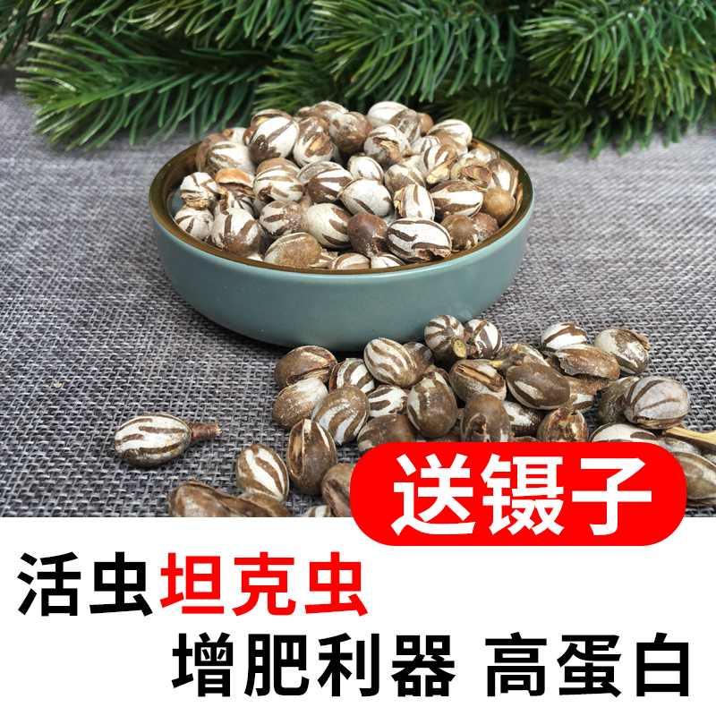 松鼠吃的坦克虫蜜袋鼯活魔王仓鼠零食虫子虫卵幼虫粮食包邮活虫