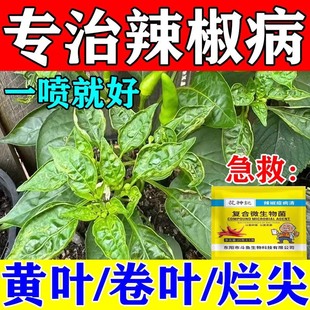 辣椒病毒病专用药辣椒疫病清肥料辣椒卷叶病缩叶病黄叶烂根病全治
