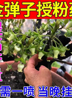 金弹子授粉药坐果精神器挂果保花保果防落果生根肥料瓜果专用粉剂