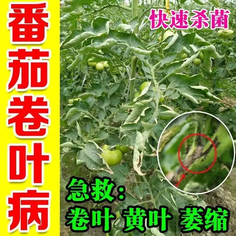 番茄病菌清卷叶病西红柿病毒病专用药肥料白粉黑杆黄叶落果病全治