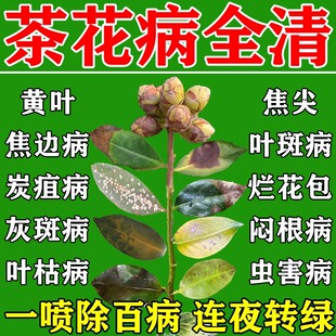 茶花叶斑病黑斑病专用肥料防掉花苞叶枯病黄叶焦尖营养液叶面肥药
