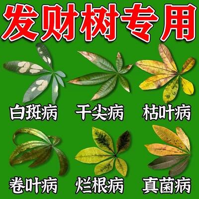 发财树专用营养液叶子发黄掉叶黄叶枯叶肥料抑菌剂白斑