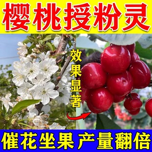 樱桃授粉专用药神器座果灵保花保果精花粉催花促防落果增产增收大