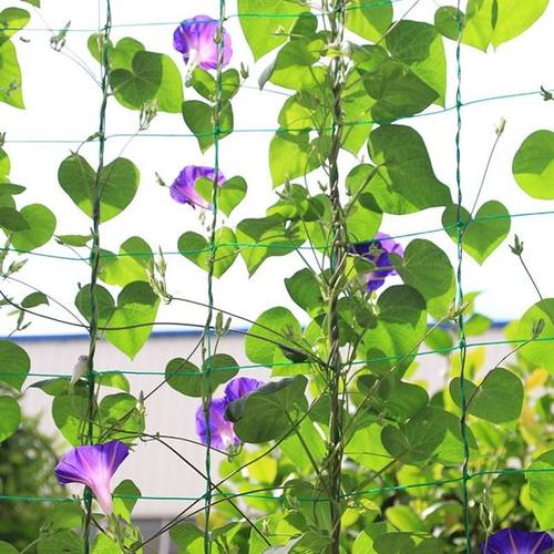21年最新款植物支架园艺蔬菜爬藤菜丝瓜黄瓜葡萄网攀爬架园花支柱