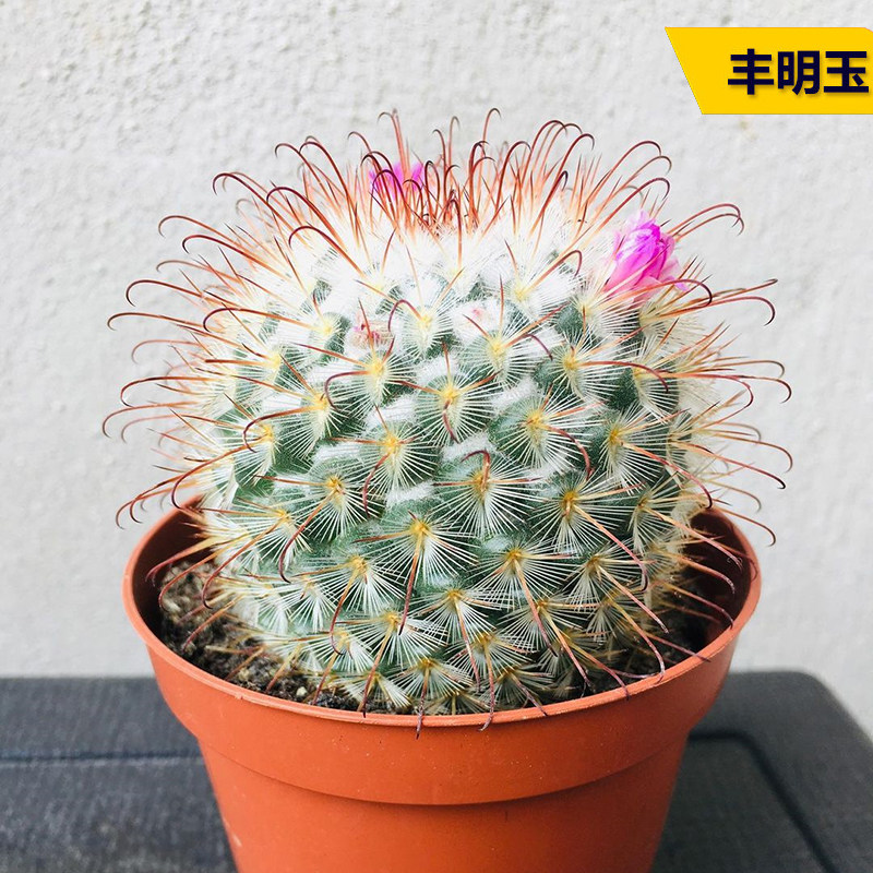 丰明玉实生仙人球趣味勾刺乳突球属开花红花仙人掌室内防辐射盆栽