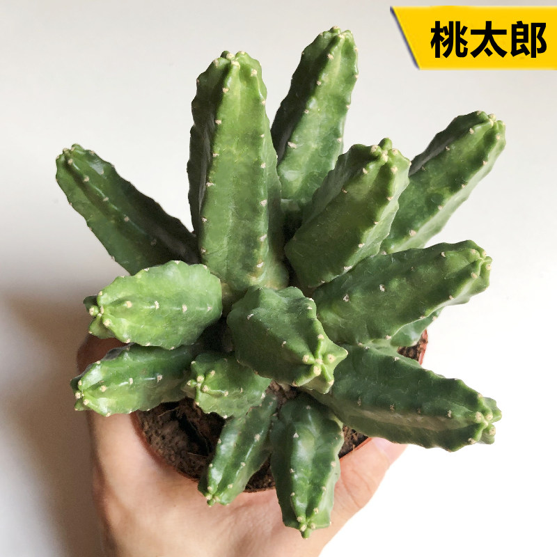 桃太郎仙人球大颗多头仙人掌类多肉植物办公桌面防辐射绿植小盆栽
