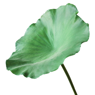 高级仿真荷花荷叶莲蓬绿植装饰庭院水池鱼缸造景塑料漂浮道具摆件