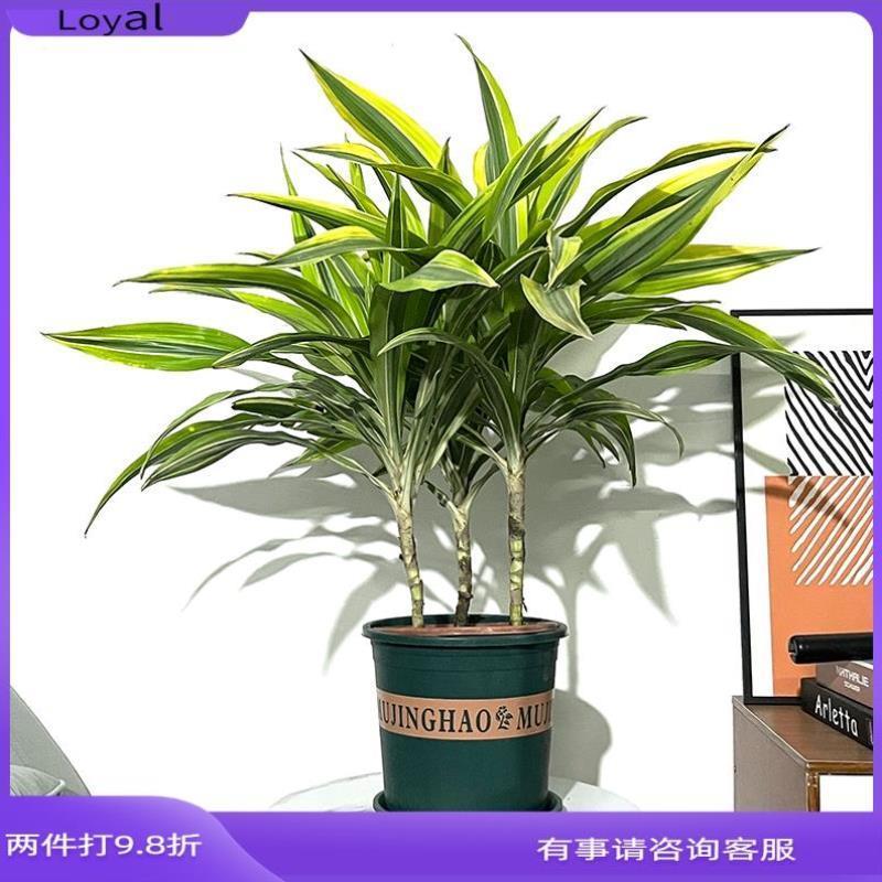 阳台绿植幸运美人铁客厅木铁香巴西巴西龙血树盆栽铁树也门巴西木