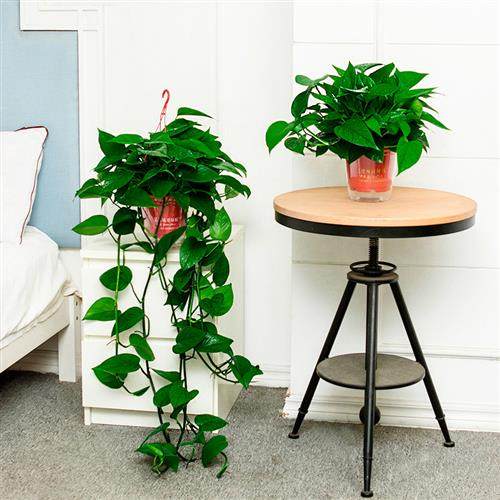 大叶绿萝长藤盆栽办公室内垂吊吸除甲醛净化空气客厅水培植物装修