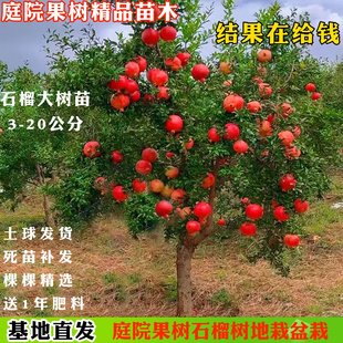 石榴树树苗庭院果树特大突尼斯软籽无籽盆栽地栽带土老庄石榴树苗