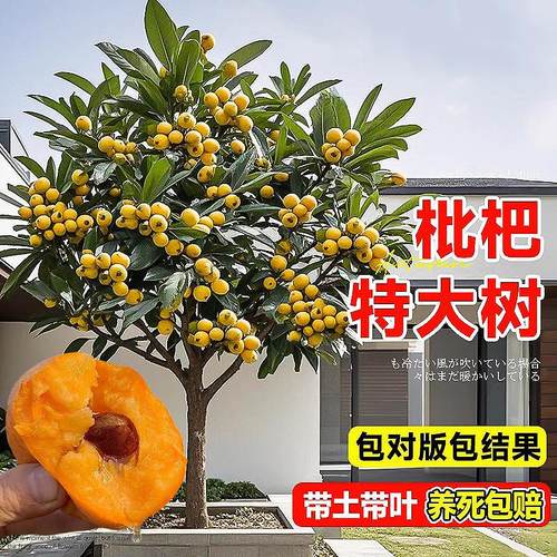 特大无核砂糖白玉枇杷树果苗