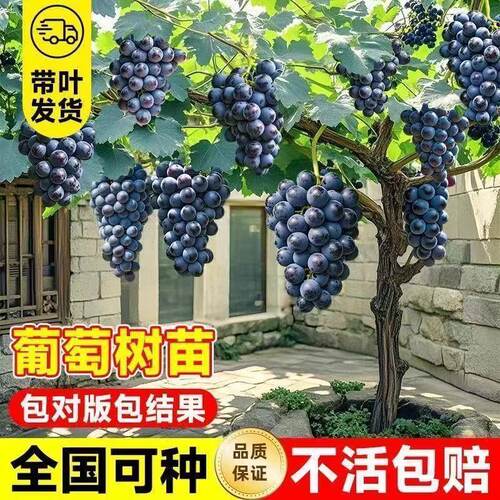特大巨峰葡萄树老桩庭院种植