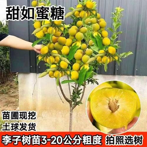 特大蜂糖李子树苗庭院果树