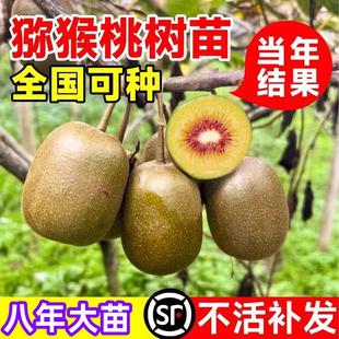 猕猴桃树果苗嫁接雌雄同体红心猕猴桃苗盆栽地栽南方北方庭院种植