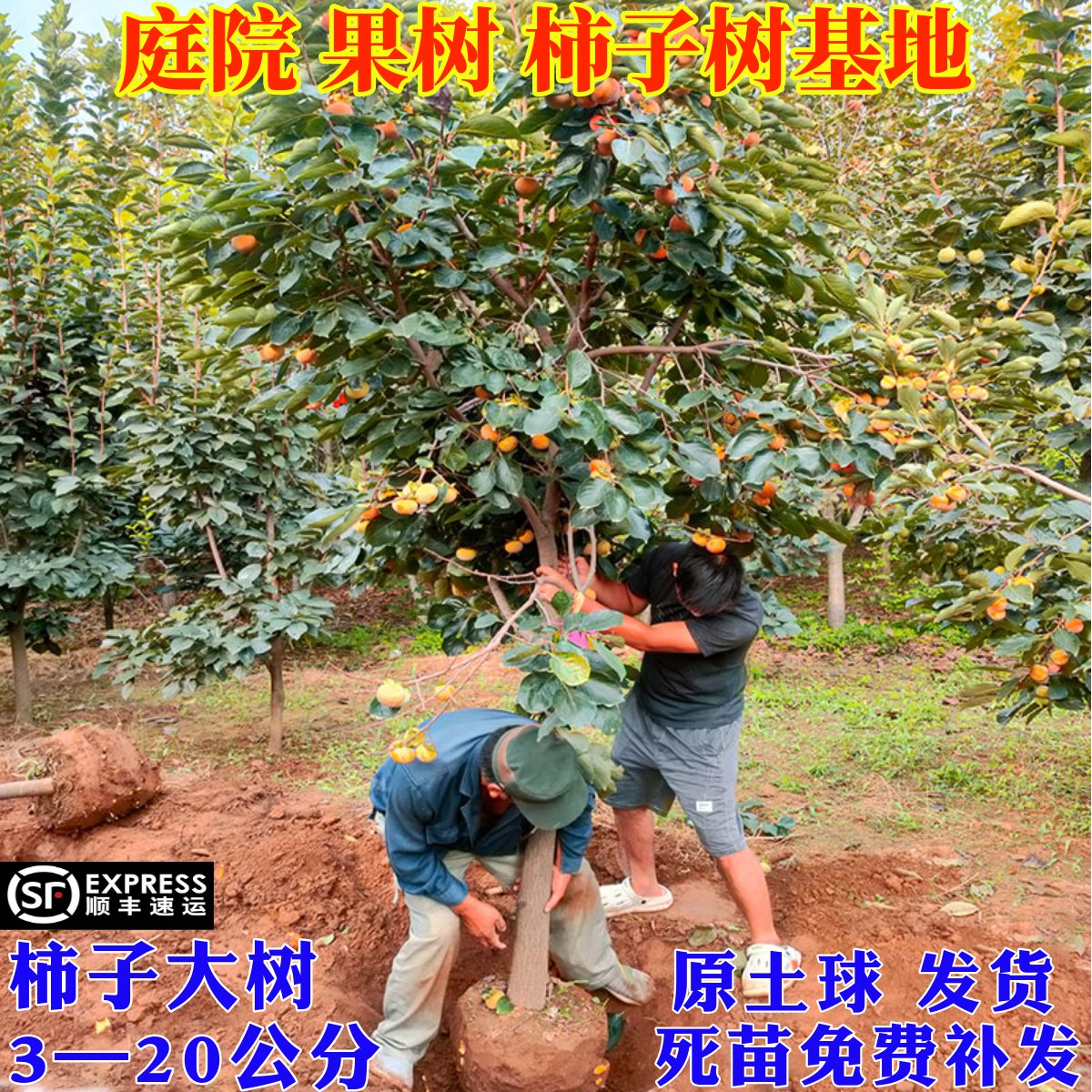 特大脆甜柿子树果苗火晶庭院果树