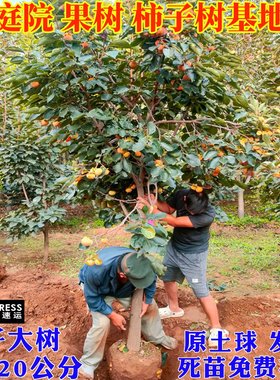 特大脆甜柿子树果苗庭院果树盆栽地栽火晶太秋南北方种植柿子苗树