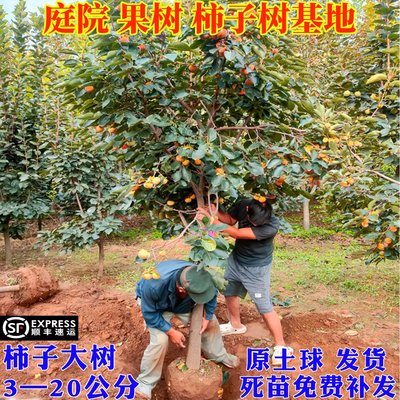 特大脆甜柿子树果苗火晶庭院果树