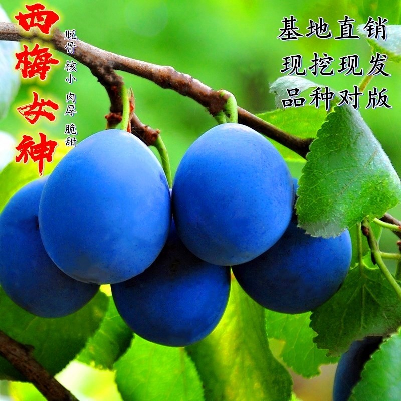 西梅树树苗嫁接女神法兰西皇后蓝蜜西梅李子果树苗特大南北方种植