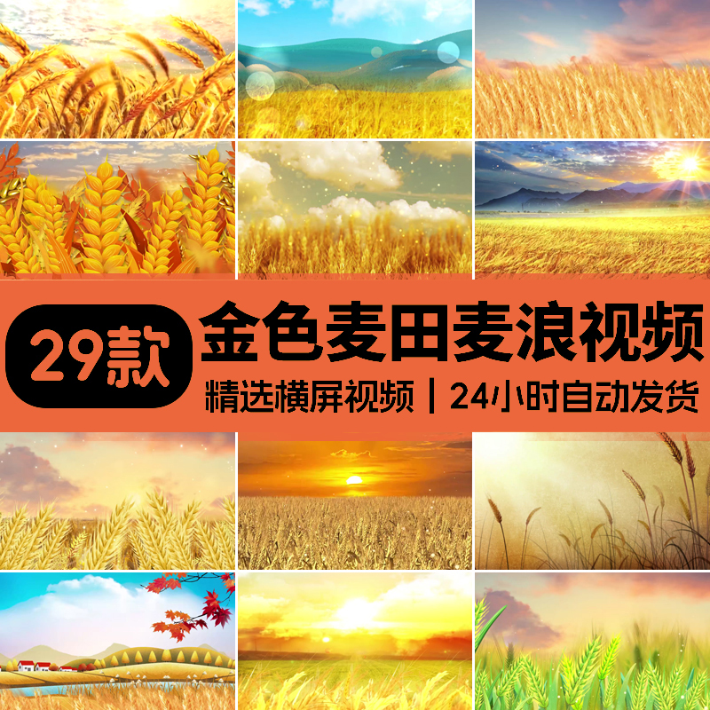 金色麦田麦穗风吹麦浪秋天丰收高清LED背景视频唯美秋天风景素材