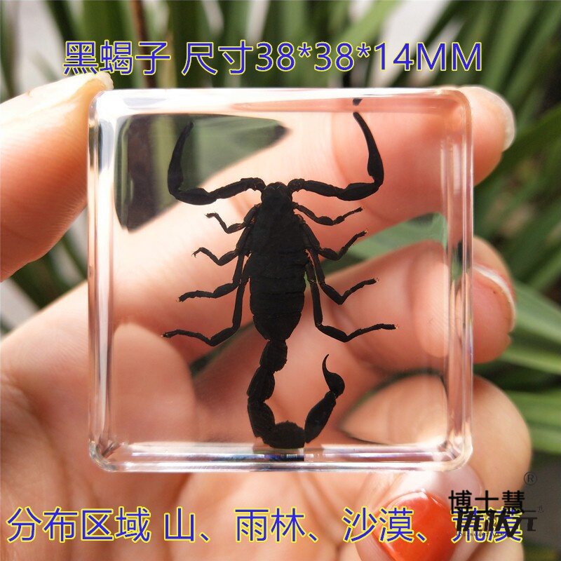곤충 하위 식물 표본 사마귀 동물 잠자리 수지 접착제 거미 실제 곤충 딱정벌레 과학 도마뱀 바다